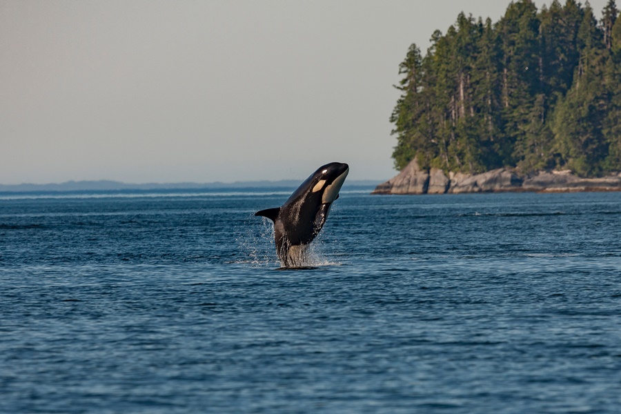orca baleia assassina